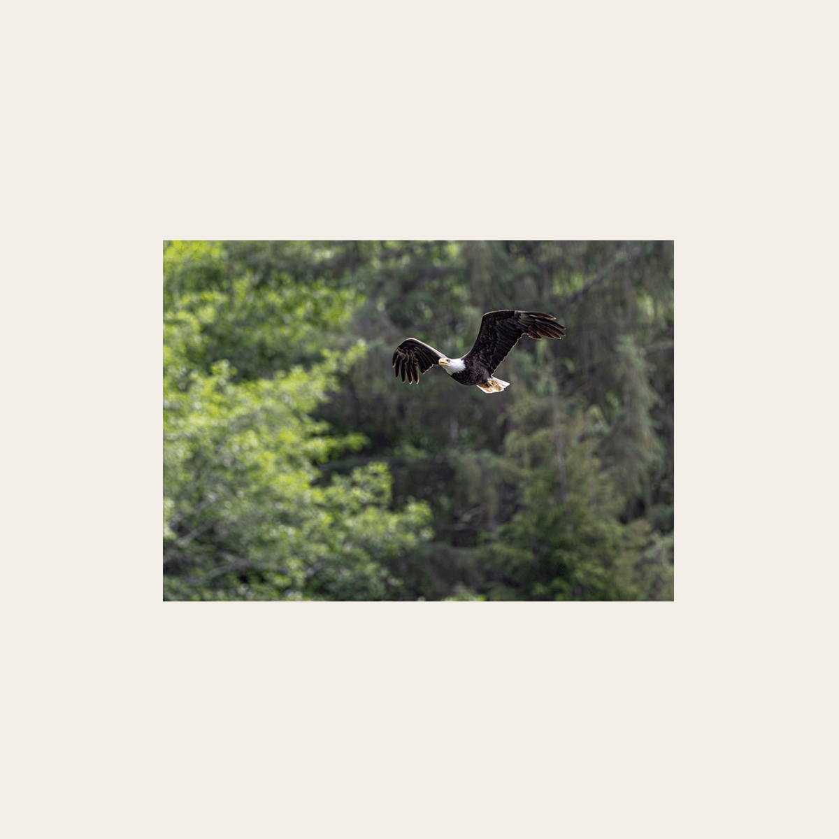 Weißkopfseeadler im Flug (Leinwandprint 60x90cm)