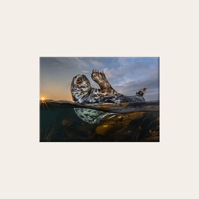 Winkende Robbe (Leinwandprint 60x90cm)