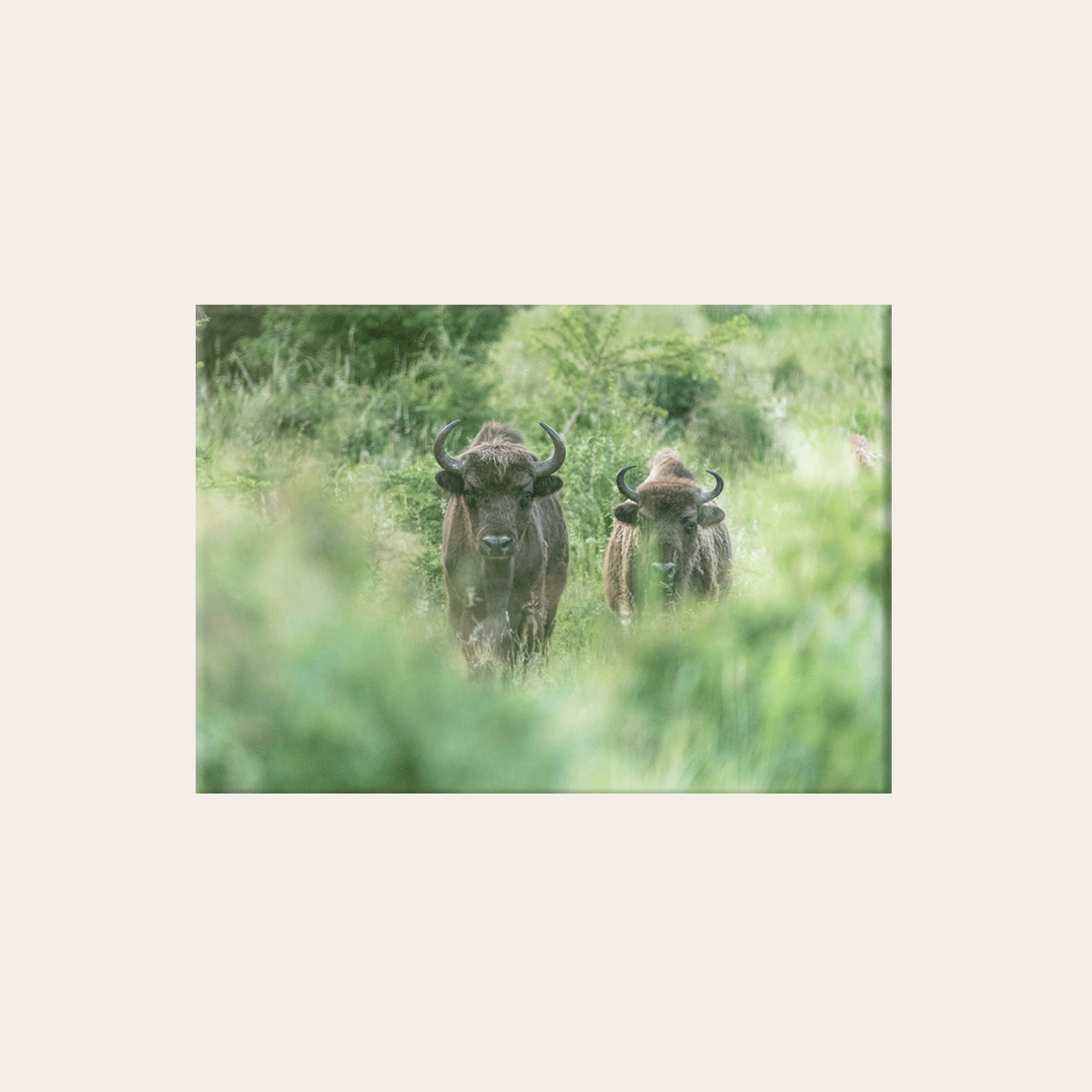 Wisent 2.0 (Leinwandprint 60x90cm)